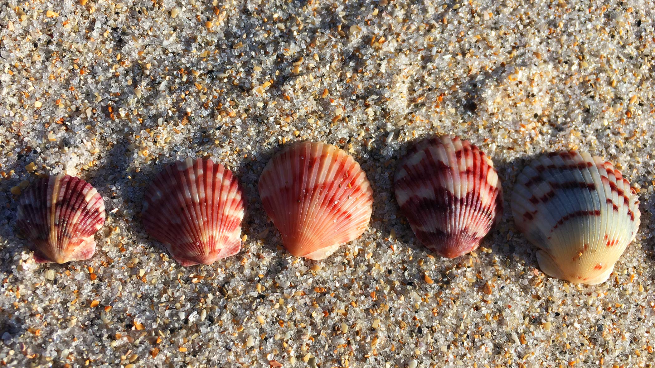 Shells in a row